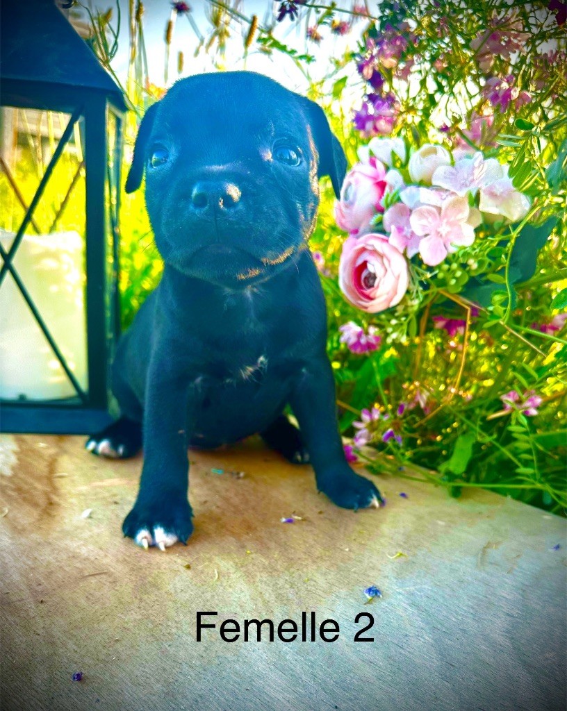 chiot Staffordshire Bull Terrier Staffordiamond's