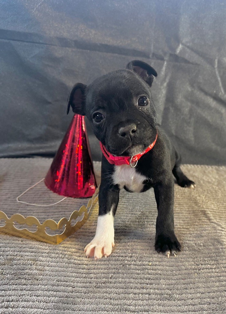 Staffordiamond's - Chiot disponible  - Staffordshire Bull Terrier