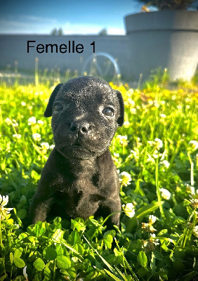 Femelle 1