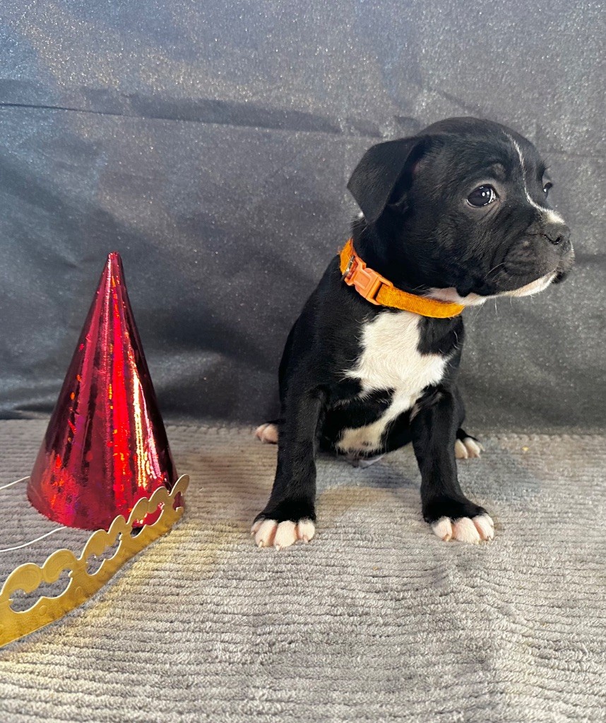 Staffordiamond's - Chiot disponible  - Staffordshire Bull Terrier