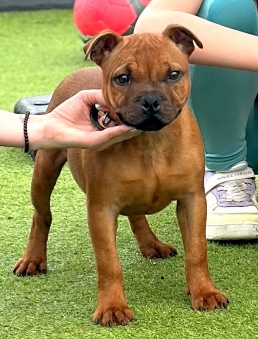 Staffordiamond's - Chiot disponible  - Staffordshire Bull Terrier