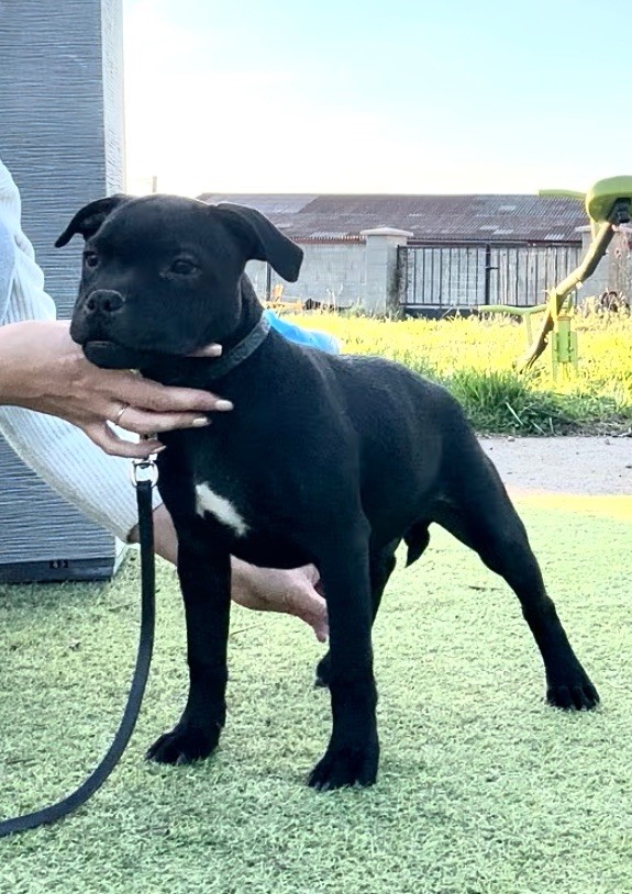 Staffordiamond's - Chiot disponible  - Staffordshire Bull Terrier