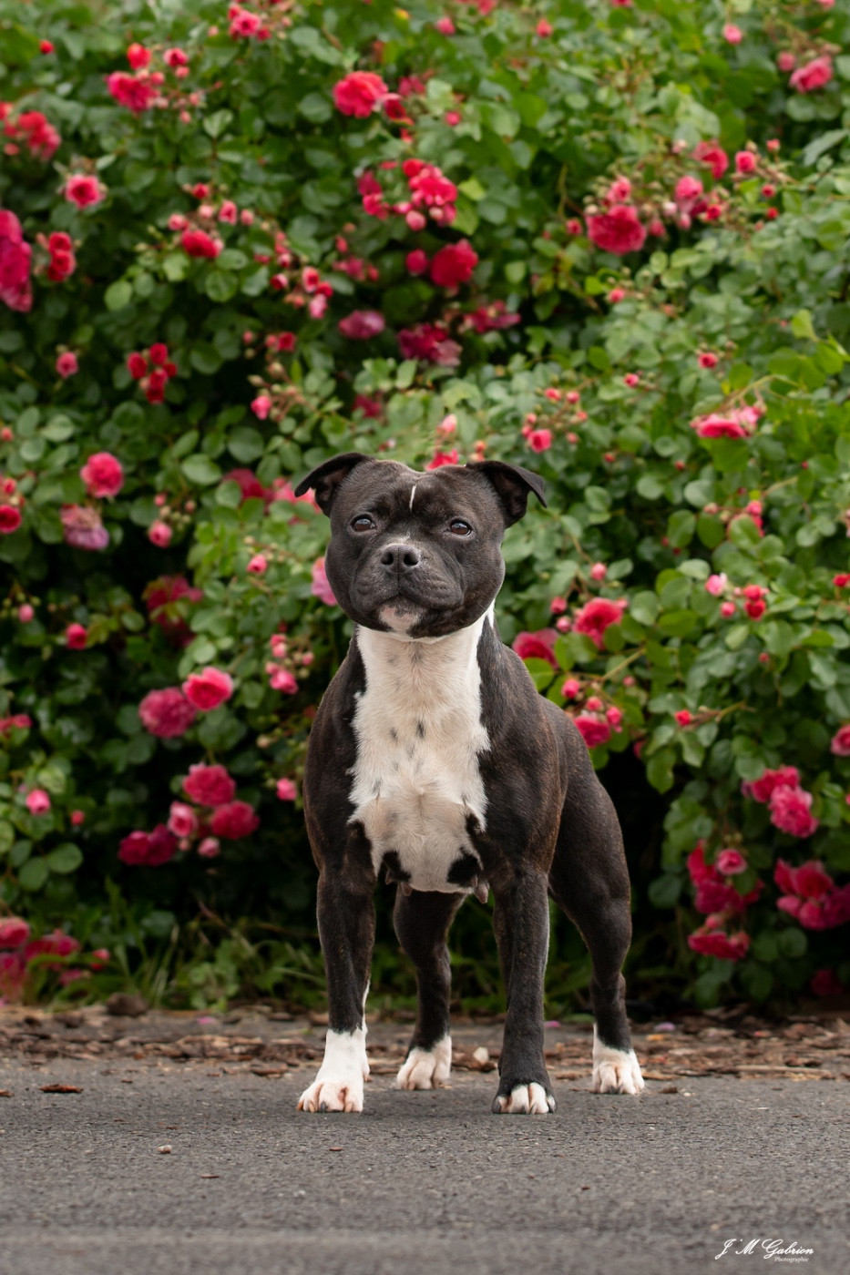 Staffordiamond's Say my name