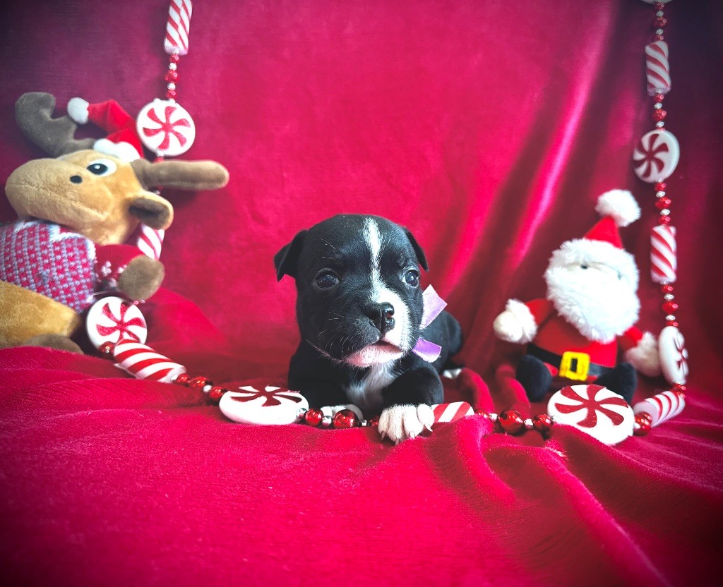 Staffordiamond's - Babies disponibles 