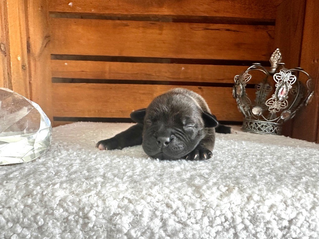 Staffordiamond's - Chiots disponibles - Staffordshire Bull Terrier