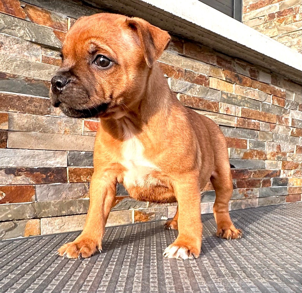 Staffordiamond's - Staffordshire Bull Terrier - Portée née le 01/01/2024