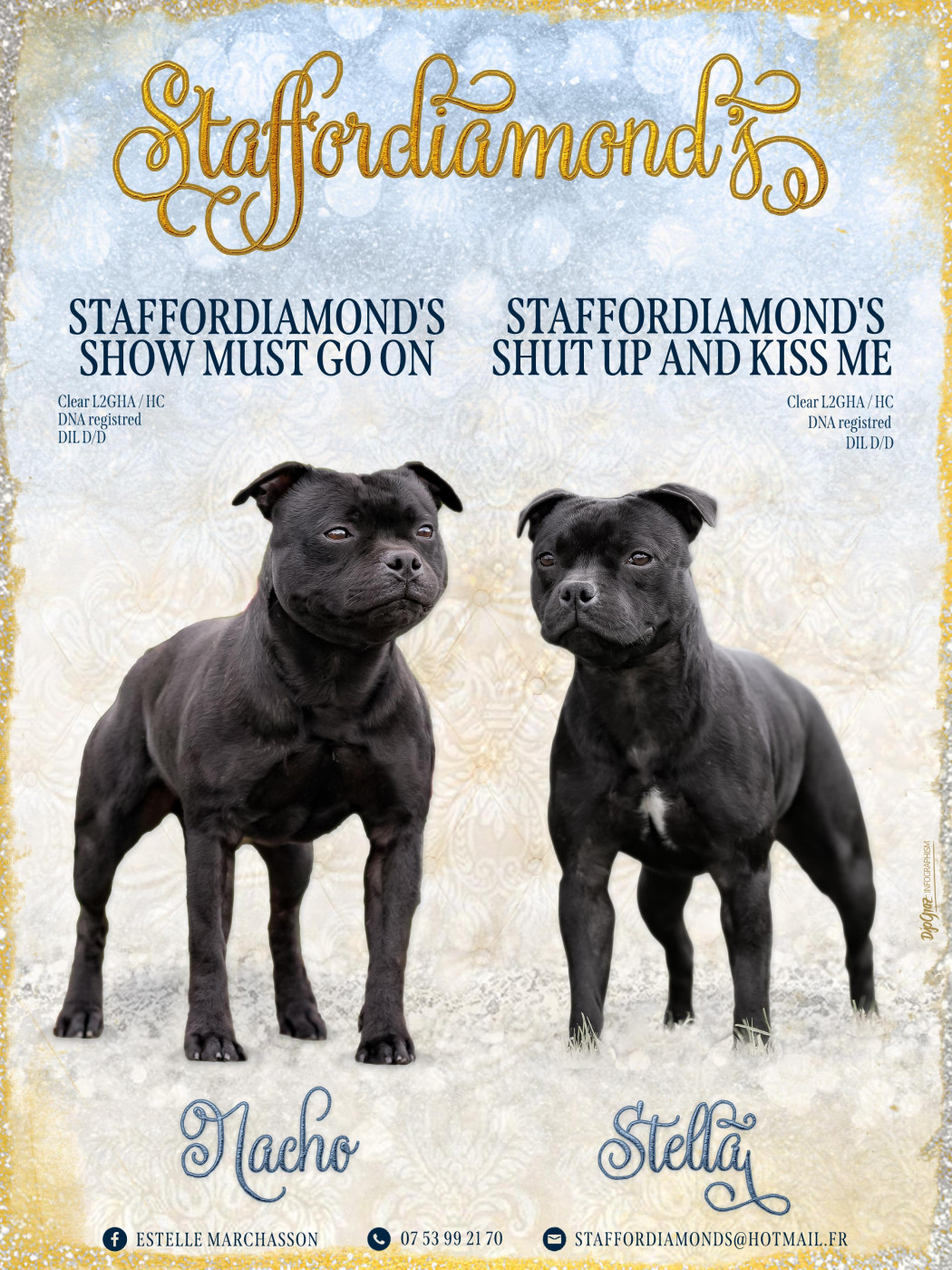 Chiot Staffordshire Bull Terrier Staffordiamond's