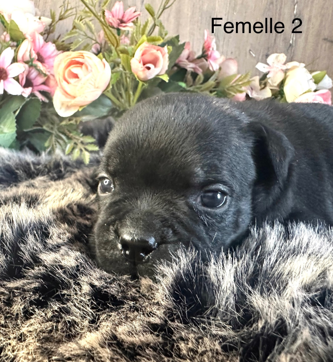 Staffordiamond's - Chiots disponibles - Staffordshire Bull Terrier