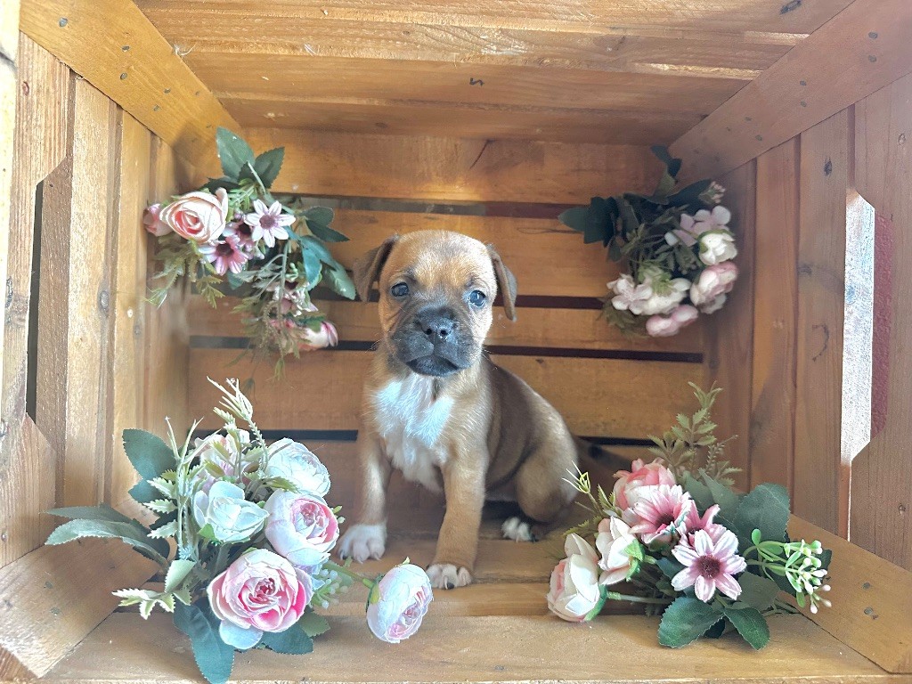 Staffordiamond's - Chiots disponibles - Staffordshire Bull Terrier