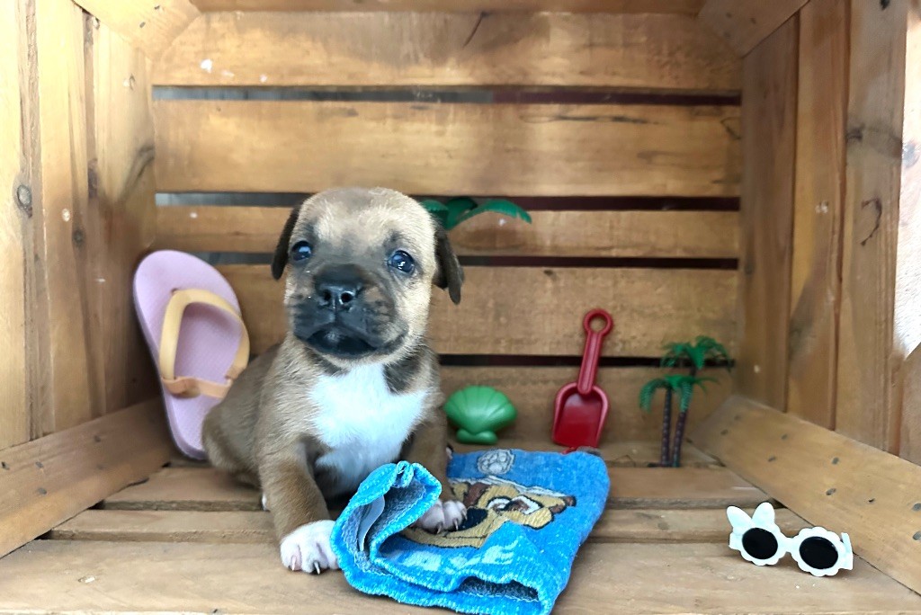 Staffordiamond's - Chiots disponibles - Staffordshire Bull Terrier