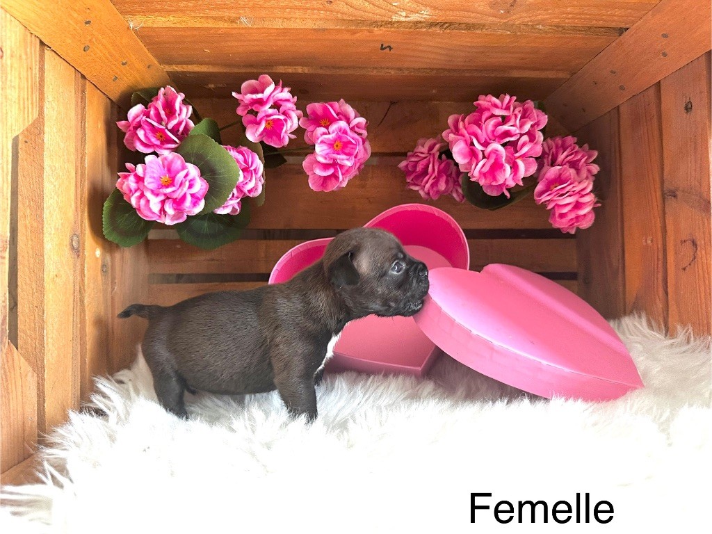 Staffordiamond's - Chiots disponibles - Staffordshire Bull Terrier