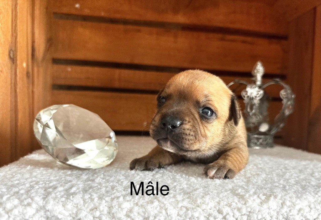 Staffordiamond's - Chiots disponibles - Staffordshire Bull Terrier