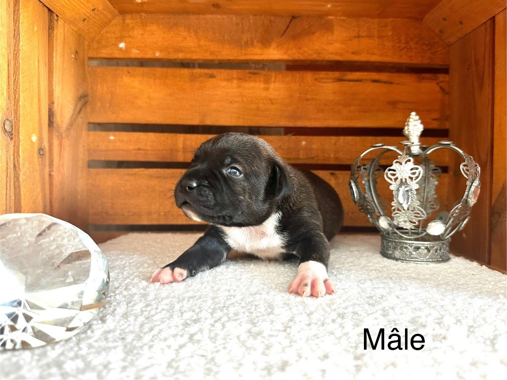 Staffordiamond's - Chiots disponibles - Staffordshire Bull Terrier