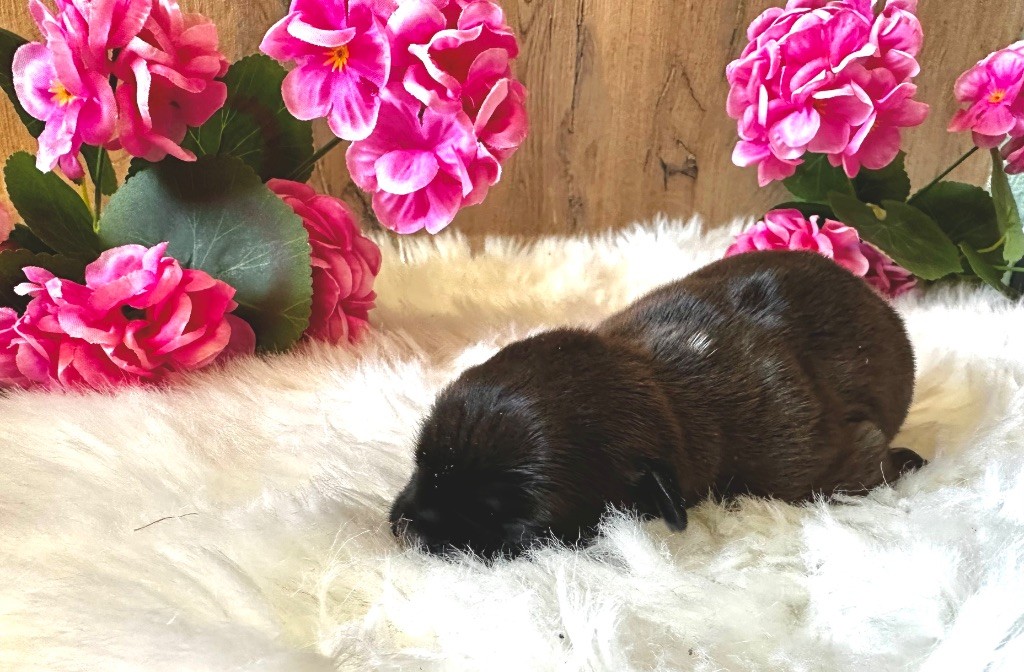 Staffordiamond's - Chiots disponibles - Staffordshire Bull Terrier