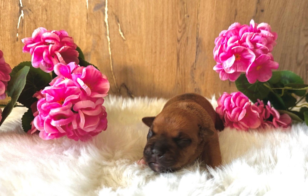 Staffordiamond's - Chiots disponibles - Staffordshire Bull Terrier
