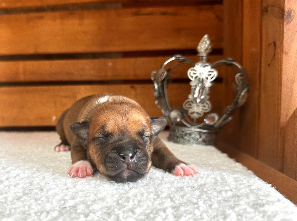 Staffordiamond's - Chiots disponibles - Staffordshire Bull Terrier