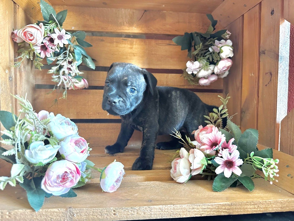 Staffordiamond's - Chiots disponibles - Staffordshire Bull Terrier