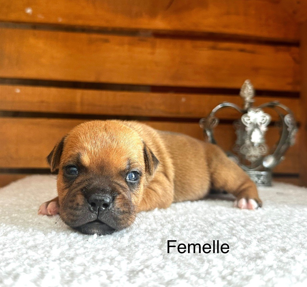 Staffordiamond's - Chiots disponibles - Staffordshire Bull Terrier