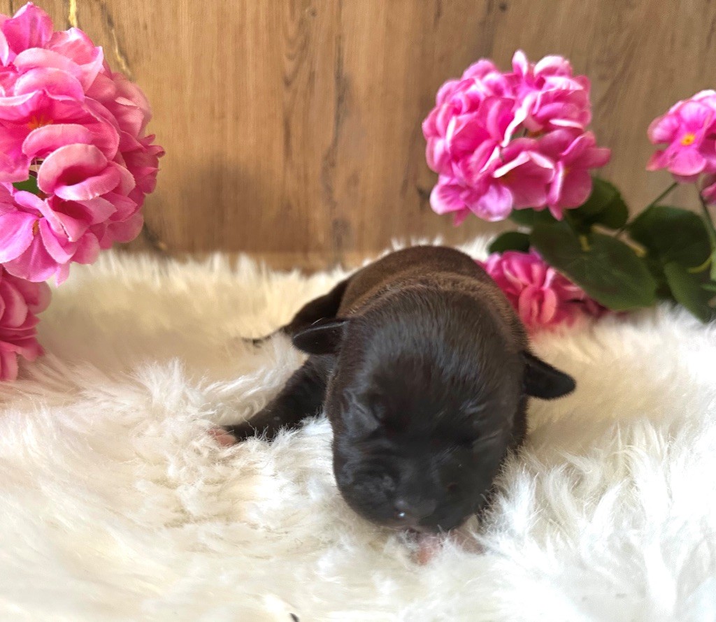 Staffordiamond's - Chiots disponibles - Staffordshire Bull Terrier