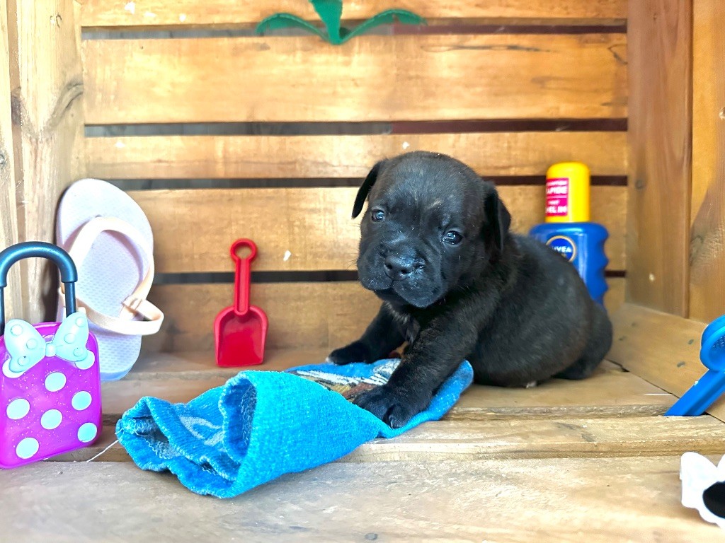 Staffordiamond's - Chiots disponibles - Staffordshire Bull Terrier