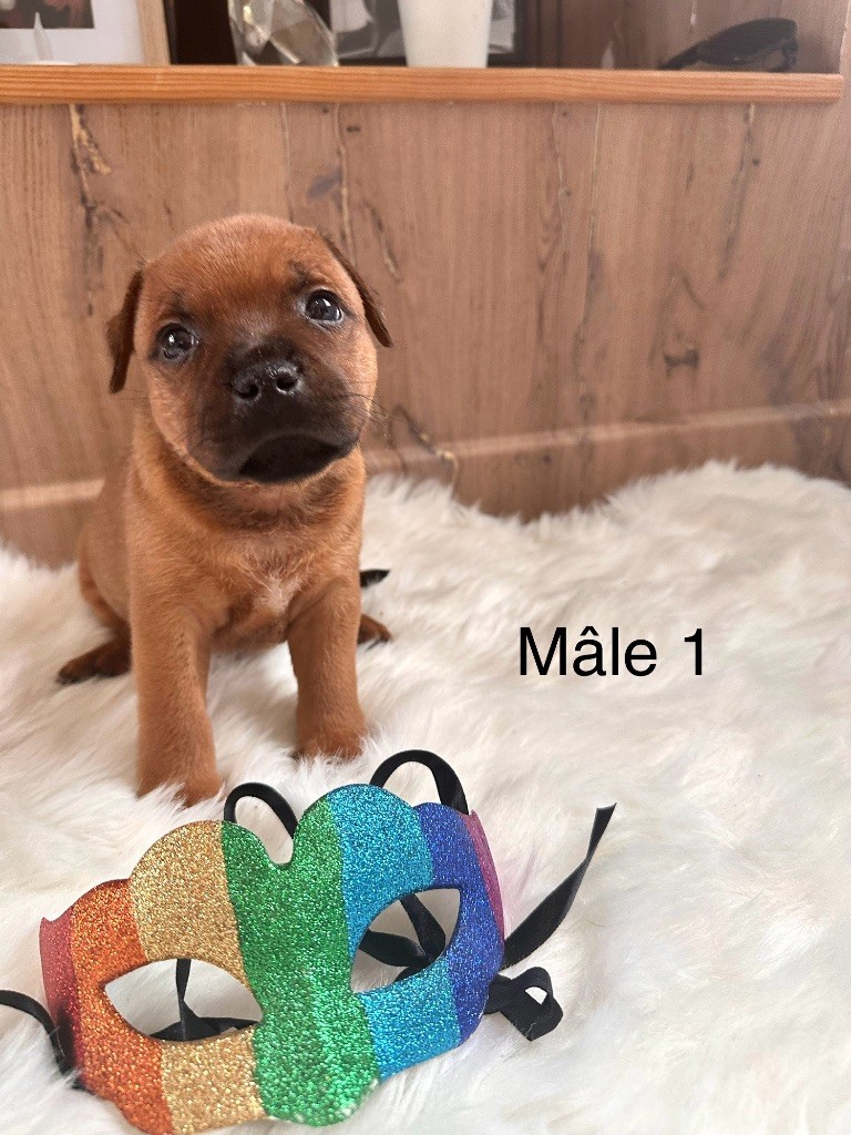 Staffordiamond's - Staffordshire Bull Terrier - Portée née le 01/01/2024