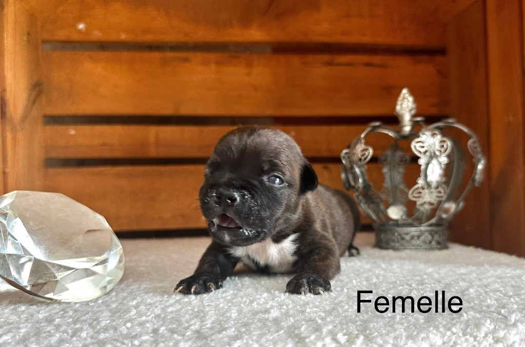 Staffordiamond's - Chiots disponibles - Staffordshire Bull Terrier